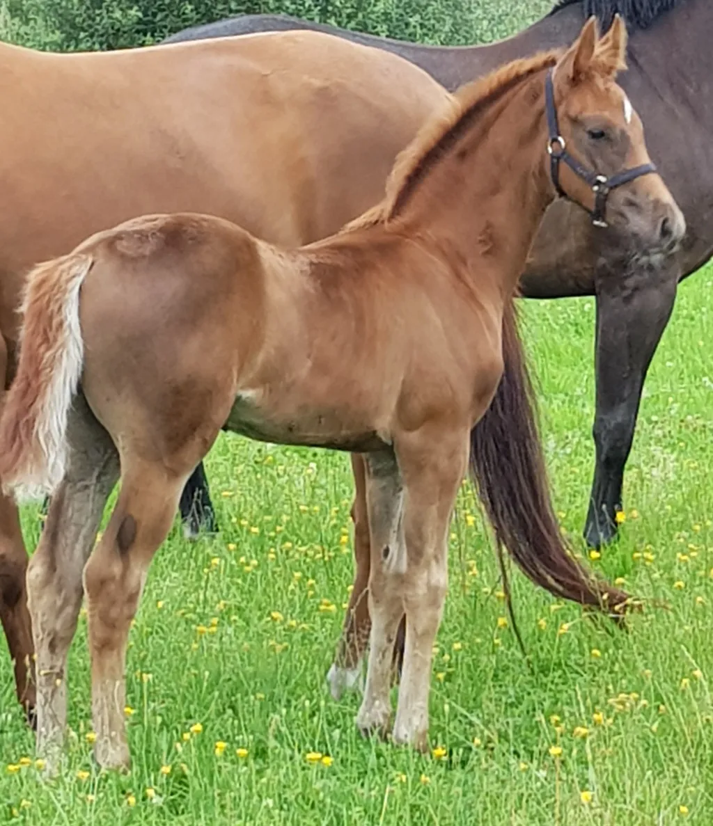 Schrøter's Fair Fellow sideprofil